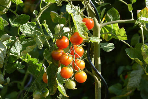 Tomaten - 