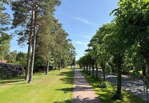 Baumallee im nahen Umfeld - 
