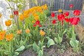 IMG_2571 - 