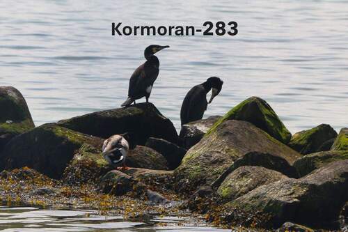 Namensgeber dieser Wohnung - Etagenwohnung mit 40,20 m² in Sierksdorf zum Kaufen