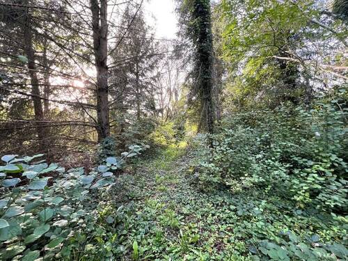 alter Baumbestand - 