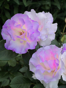 Rose.png - Vollmodernisierbar 2-Fam-Doppelhaushälfte +_Heizg 2021_+ modern Aufdachdämmung + Photovolt. + Fenster neu + BäderWC neu + Bodenbeläge neu + Maler neu