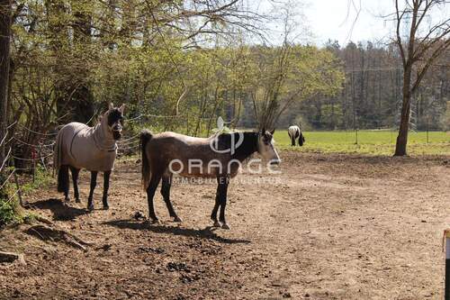 IMG_4374 - ***Bereit zur Bebauung - alles ist möglich! Einfamilien- oder Wohnhäuser, für Naturliebhaber plus 1.650m² Biotop oder Handwerksbetriebe mit Expansions