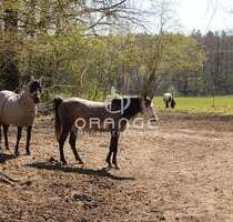 ***Bereit zur Bebauung - alles ist möglich! Einfamilien- oder Wohnhäuser, für Naturliebhaber plus 1.650m² Biotop oder Handwerksbetriebe mit Expansions - Postbauer-Heng Köstlbach