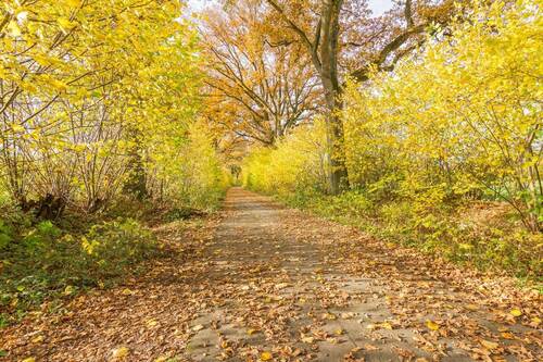 Spazieren in der Natur - 