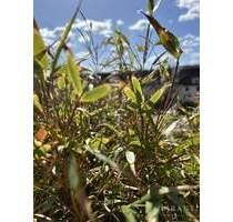Charmante 2 Zimmer-Eigentumswohnung mit großem Balkon in zentraler Lage von Kulmbach