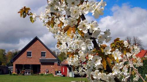 Obstbaumbestand und viele blühende Pflanzen im Garten - 