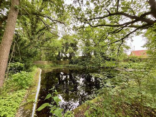 Naturschwimmteich - 