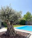 Pool Olivenbaum - 6 Zimmer Einfamilienhaus in Neckarwestheim