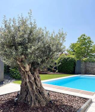Pool Olivenbaum - 6 Zimmer Einfamilienhaus in Neckarwestheim