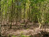 Wald-2 - 