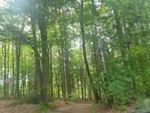 angrenzender Wald.jpg - 