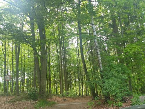angrenzender Wald.jpg - 
