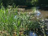 Gartenteich mit Insel u. Steg - 