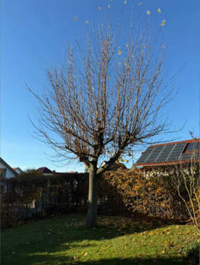 03 - vorderer Gartenbereich .png - 7 Zimmer Einfamilienhaus in Drei Gleichen