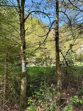 IMG_2606 2.jpeg - Grundstück in Daleiden