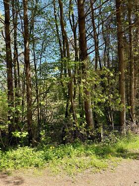 IMG_2607 2.jpeg - Grundstück in Daleiden zum Kaufen