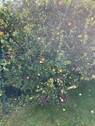 Reiche Ernte - 