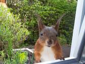 Tierischer Besuch im Garten - 
