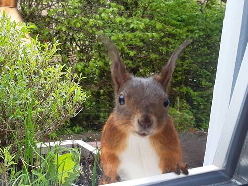Tierischer Besuch im Garten - 
