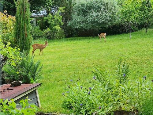 Tierischer Besuch im Garten - 