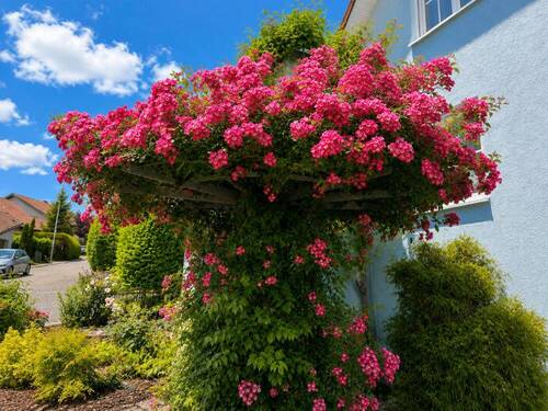 Rosenpergola - 