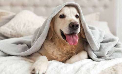 massa für Tierfreunde - 