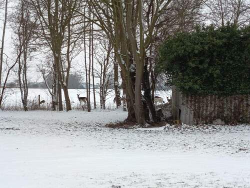Blick in den Garten - mit Damwild :) - 3 Zimmer Etagenwohnung in Bockhorn