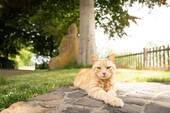 Hofkatze - 