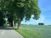 Allee nach Lindaunis - 