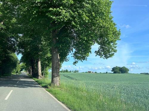 Allee nach Lindaunis - 