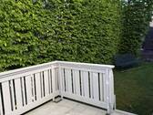 Terrasse - Einfamilienhaus mit 204,00 m&sup2; in Altenkirchen zum Kaufen