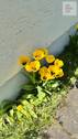 Gartenimpressionen (2) - 
