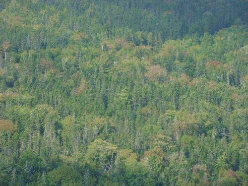 der Bewuchs - 