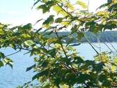 Ahorn am Wasser - traumhafte Verfärbung im Herbst - Grundstück in Blind Bay