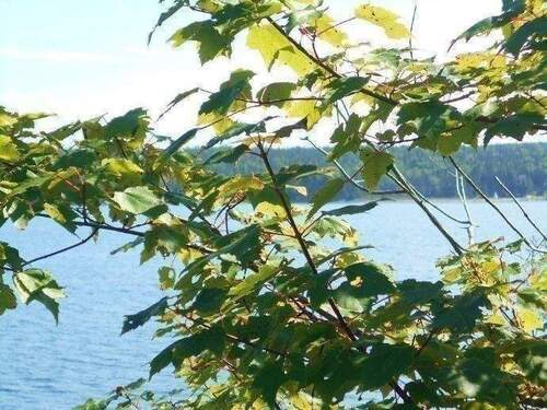 Ahorn am Wasser - traumhafte Verfärbung im Herbst - Grundstück in Blind Bay zum Kaufen