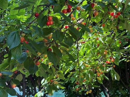 Garten - 6 Zimmer Doppelhaushälfte zum Kaufen in Nierstein