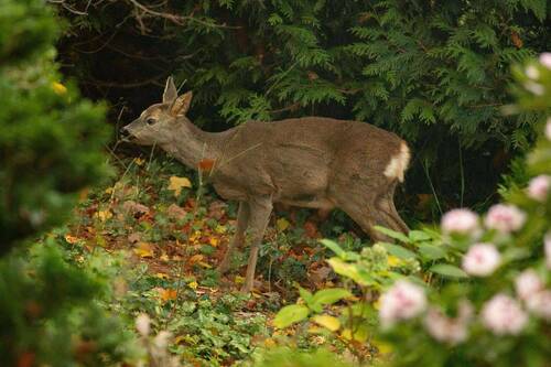 Rehbesuch im Garten - 