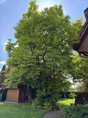 Magnolienbaum.JPG - 
