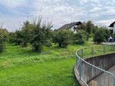 Obstbäume als Nachbar... - 