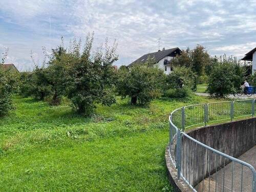 Obstbäume als Nachbar... - 