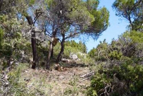 Mediterraner Baumbestand mit hoher Artenvielfalt - 