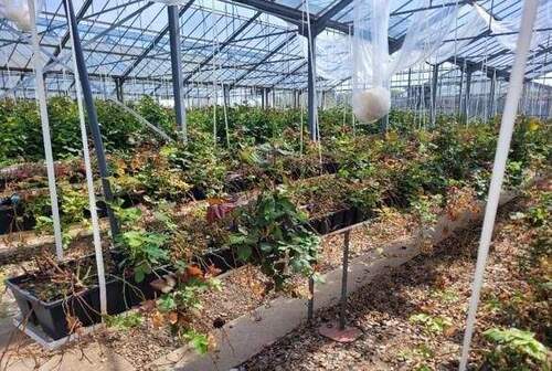 Gewächshaus - Grundstück in Kirchlinteln