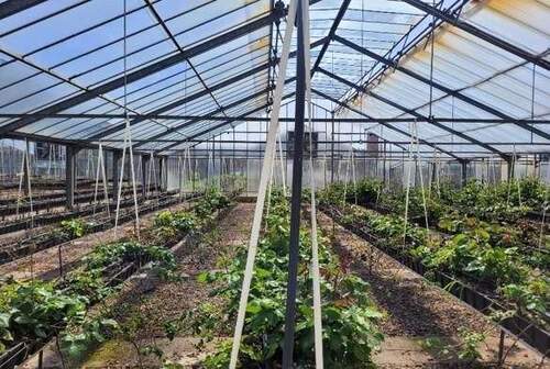 Gewächshaus - Grundstück in Kirchlinteln zum Kaufen