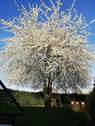 Kirschbaum im Frühling - 7 Zimmer Doppelhaushälfte in Geldern