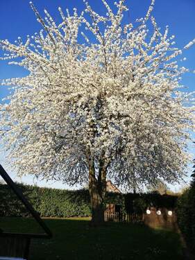 Kirschbaum im Frühling - 7 Zimmer Doppelhaushälfte in Geldern