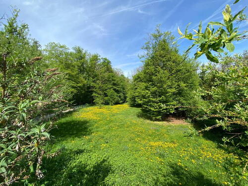 Aussicht in den Garten - 