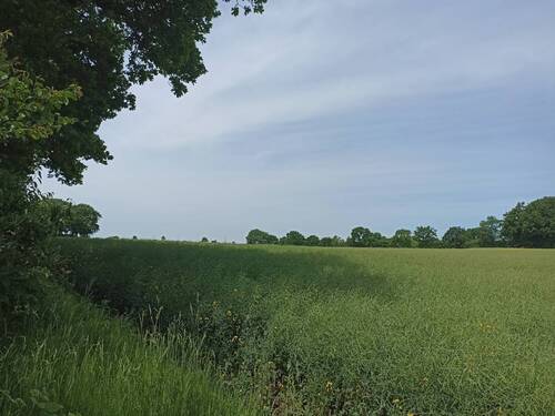 Hier stehen auch mal Rehe - 