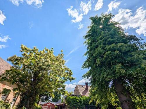 Alter Baumbestand - Grundstück in Zwenkau zum Kaufen