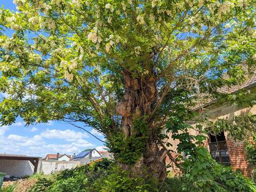 Alter Baum vor der Scheune - 